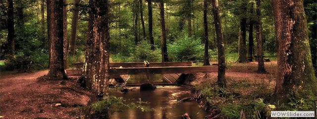 Old forest
