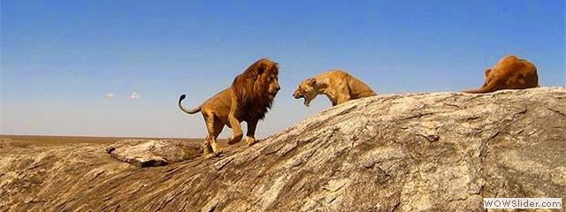 lions serengeti