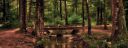 Old forest